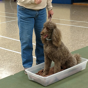 Catawba Valley Obedience Club, Hickory NC